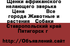 Щенки африканского нелающего зверька  › Цена ­ 35 000 - Все города Животные и растения » Собаки   . Ставропольский край,Пятигорск г.